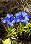 Gentiana sino-ornata Susan Joan